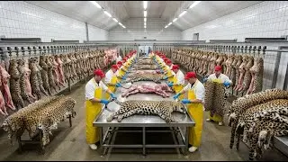 Mega Factory Process: Processing Cheetahs & Making High-End Leather Goods | USA Edition