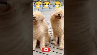 Try Not to Laugh😅, Super Funny Animals Video, #shortvideo, #Trending