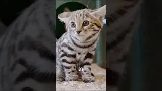 &ldquo;The most ferocious kitten&rdquo;#cute #cat #animals #shorts #foryou #youtubeshorts
