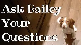 Bailey the Beagle Q&A Announcement