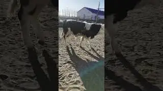cowboy bebop|cowboy bebop netflix|Mother and baby Cow |cow farms |Shorts feeds