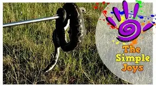 Snake Eats Pigeon and gets caught !
