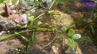 The Salamander and the Shrimp