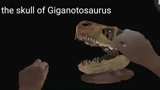 REAL T-rex and Giganotosaurus skulls compared #dinosaur#trex#fossils#vr  #giganotosaurus#dinosaurs