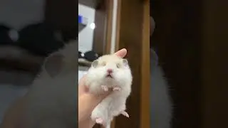A chubby hamster, like ice cream🍧 #hamsters #pets #cute