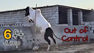 Malik Cattle Farm - Dangerous Bulls - Fateh Jang Bulls 2024 - Cow Mandi 2024 -Bakra Mandi 2024
