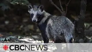 COVID-19 may have originated in raccoon dogs in Chinese market, report says