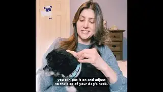 Dewel &trade; Pro Flea Collar - Flea & Tick Collar (REVIEW 1)