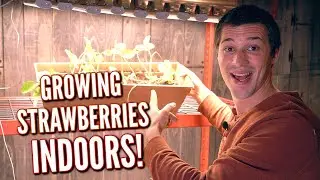 GROWING STRAWBERRIES INDOORS FOR THE WINTER!