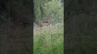 A Younger Deer (Buck) in a Dried Creek on a Misty Morning