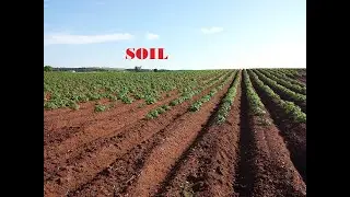 Interesting Facts about Soil