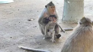 Sweetly, baby Monkey RAMBO with Mother Monkey Malika Mama hugs baby gives milk so cute