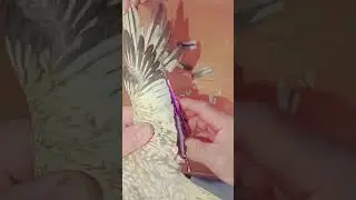 Aparar as asas &eacute; um ato de amor.  #birds #parrot #aves #duck #pigeon #draves #cockatiel #hen #aves
