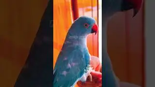 Sky is cloudy🌧️ #parrots#ytshort#shorts#viral#parrotcare#beautifulparrot#parrotsofyoutube#popular