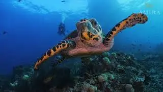 Amira Indonesia Liveaboard - Promo 2025