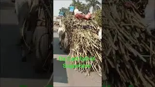#oxcart #oxcartvideos #oxcartvideo #sugarcane #villagelife #village #villagevlog #villagelifestyle