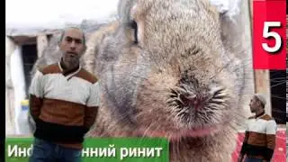 Инфекционний ринит