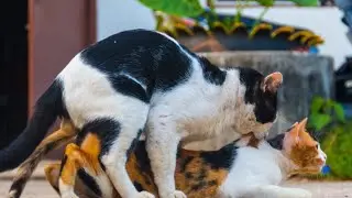 Kucing Kawin, Mating Cat #cats matingcats #catslover #pecintakucing #kucing 