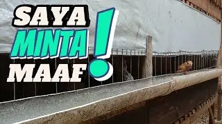 Penyebab Kegagalan Peternak Pemula | Why Free-Range Chicken Farms Fail #ayamkampung