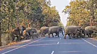 Elephant Crossing the Busy MainRoad in Jhargram