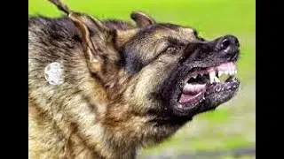 Guard dog Training tools & tips