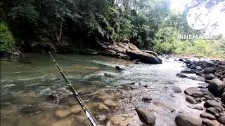 Casting Ikan Sebarau/ kelah Kawasan Jeram