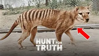 Tasmanian Tiger: Extinct or hiding?