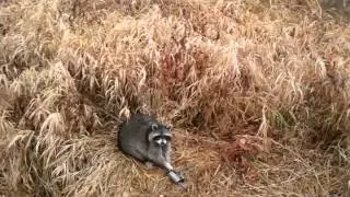 Raccoon in a Duke dogproof trap