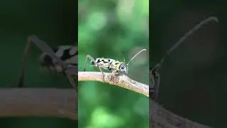 Longhorn beetle (Chlorophorus annularis) 🇧🇷 Brazil