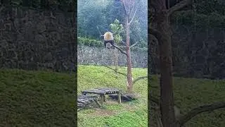 Panda falling out of trees #panda #pandalife #funny #funnypanda #animals #bear