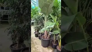 #Perth #autumn #rain #greenscreen #plants #pots Australia 🇦🇺  #WA #trending