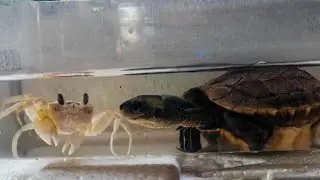 Turtle destroys a live crab