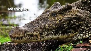 Are you afraid of crocodiles?
