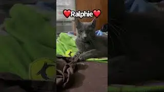 Ralphie - #Epic #cat #rescue from a #tree after 5 days up there