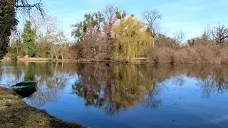 Hv&iacute;zd&aacute;k eurasijsk&yacute;, Eurasian wigeon, Pfeifente, Smient, Świstun zwyczajny, Canard siffleur