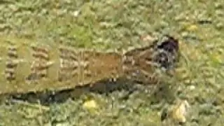 Predaceous diving beetle - Dytiscidae