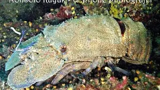 Grotta Gargiulo Isola Dino e le sue Magnosie (specie rara e protetta) – NonSolo Kayak