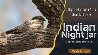 Indian Nightjar - Night Hunter of the Scrub-lands #birds #wildlife #nature #trending #birdwatching