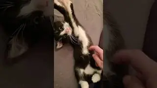 this little fur ball melt your heart! #cat #purringkittens #subscribe
