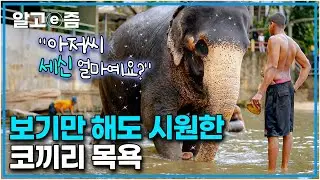 “긁는 소리가 아주 시원하니 좋구먼~” 스리랑카 코끼리 고아원에 코끼리 아빠가 되기 위해 찾아갔다┃리얼 체험 땀┃알고e즘