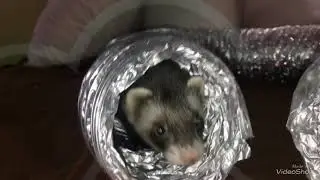 Ferret Playtime (ft: Bandit the Ferret )