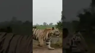 Tiger is running #animals video #youtubeshorts #