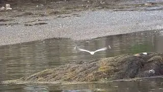 flight of gulls over the harbor #birds #maine #gulls #water