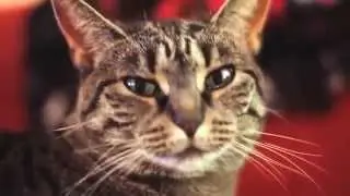 Metal Cat