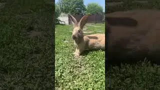 The rabbit hopping through the grass, pausing to sniff and nibble😍😘🥰#shorts