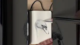 Drawing an aggressive swan🦢 #scribble #drawing #swan #scribbleart #drawingtimelapse