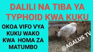 UGONJWA WA TAIFODI/HOMA YA MATUMBO KWA KUKU/DALILI NA TIBA YAKE