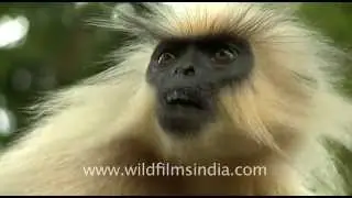 Golden langur (Trachypithecus geei) in Assam