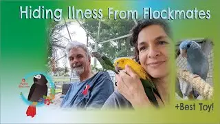 1) You Need To Know Why #Parrots Hide Illness & 2) #Golden_Conure Harness Sensitivity #Parrot_Bliss