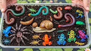 Catch & Release Earth's Smallest Masterpieces | Wildlife Creature Include Frog, Worm, Spider,